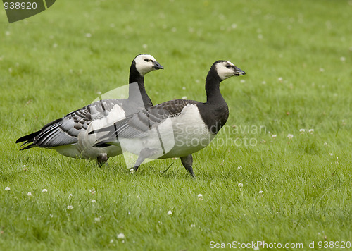 Image of Barnacle Goose. 