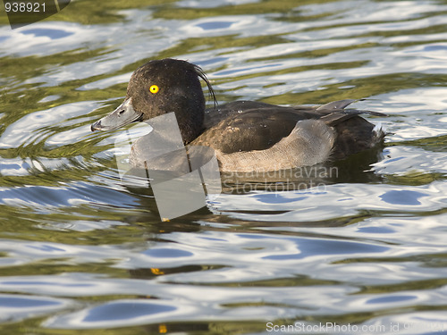 Image of Tufted duck