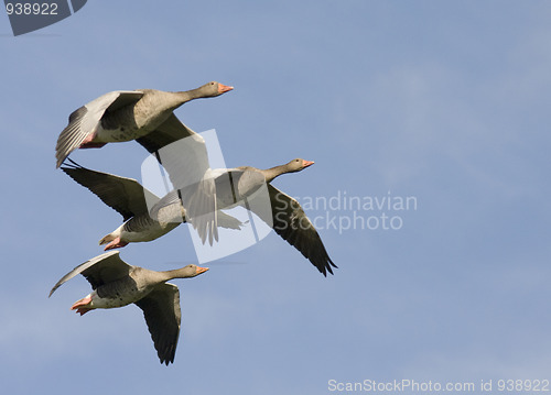 Image of Flying Greylag Goose.