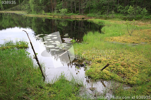 Image of In the forest