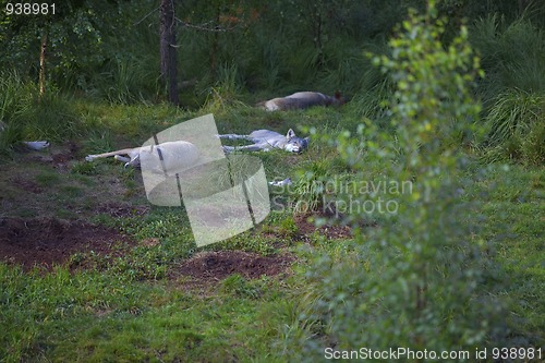 Image of Sleeping wolves