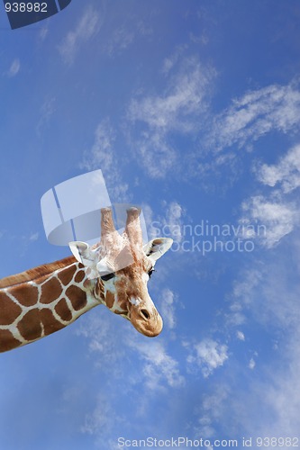 Image of Giraffe