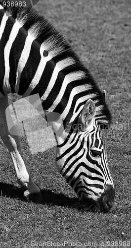 Image of Zebra