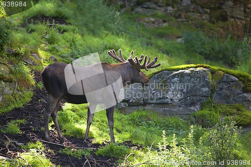 Image of Moose