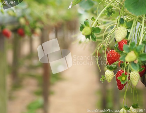 Image of Strawberries