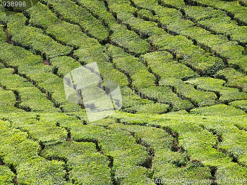 Image of Tea plantation