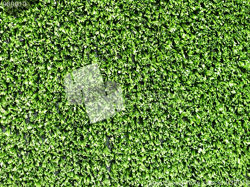 Image of Grass background