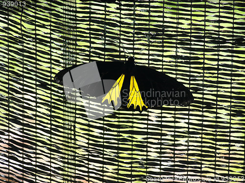 Image of Tropical butterfly