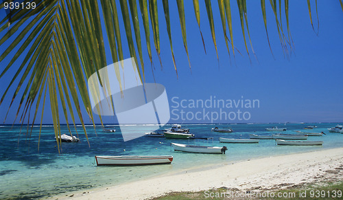 Image of Palm tree and lagoon at Bain Beauf beach