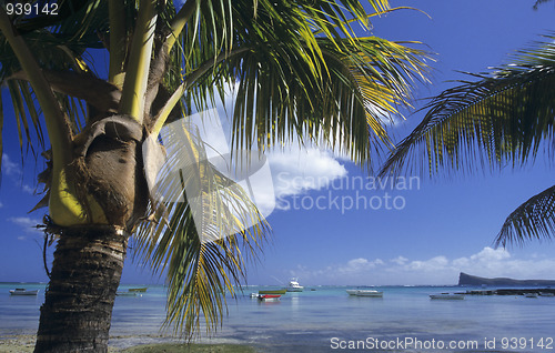 Image of Palm treeb trunk at Bain Beauf beach