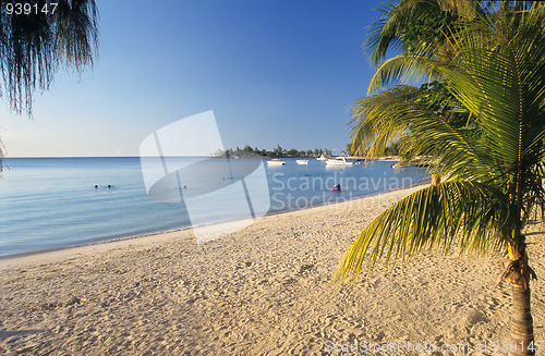 Image of Palm tree and beach Mauritius Island
