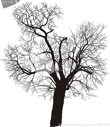 Image of Mulberry Tree Vector