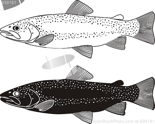 Image of Trout Fish illustration