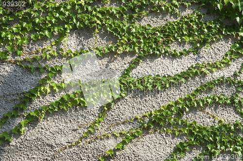 Image of climbing plant