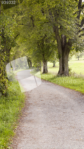 Image of forest way