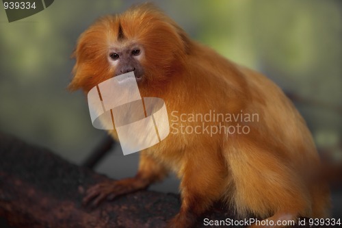 Image of Golden Lion Tamarin