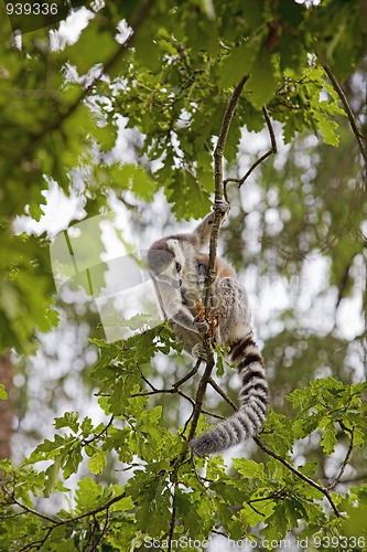 Image of Lemur