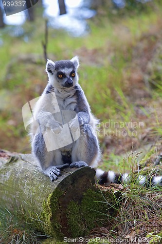 Image of Lemur