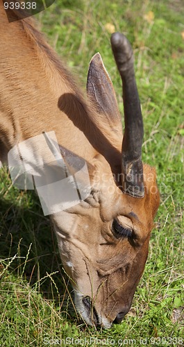 Image of Common Eland