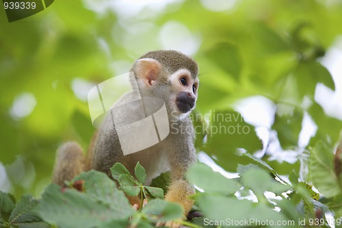 Image of Common squirrel monkey