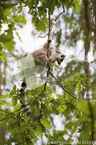 Image of Lemur
