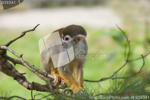 Image of Common squirrel monkey