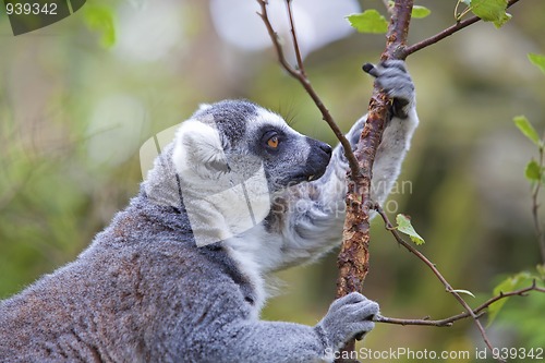 Image of Lemur