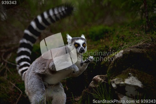Image of Lemur