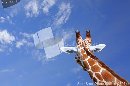 Image of Giraffe