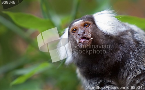 Image of Common Marmoset