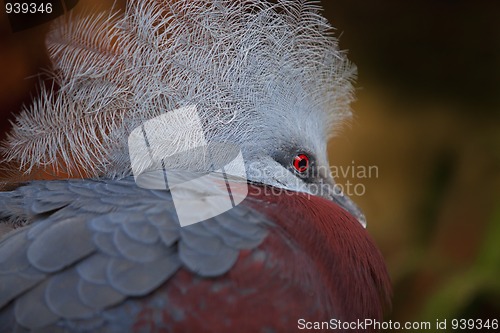 Image of Southern Crowned Pigeon