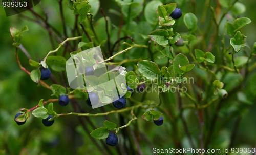 Image of Blueberry bush