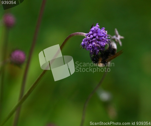 Image of Bumblebee on a flower