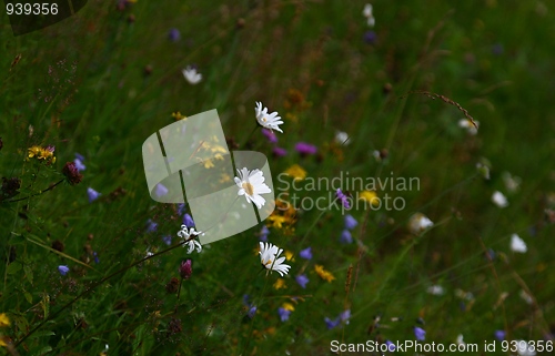 Image of Summer flowers