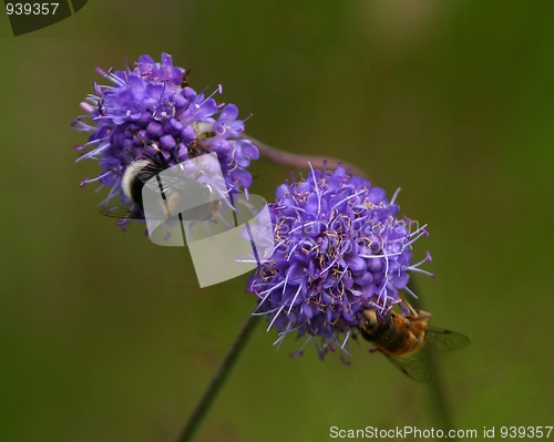 Image of Bumblebee and bee feeding