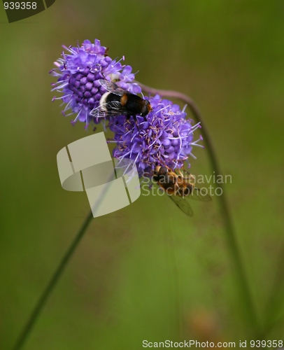 Image of Bumblebee and bee feeding