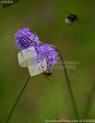 Image of Bee feeding of a flower