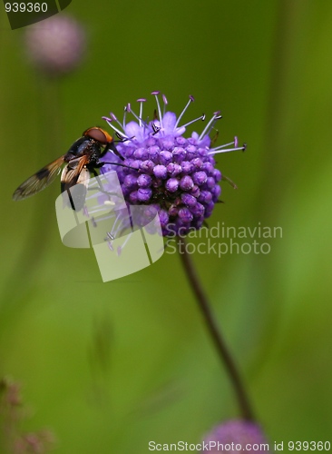 Image of Fly on a blue flower