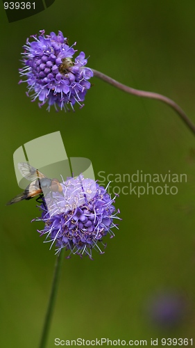 Image of A fly on a blue flower