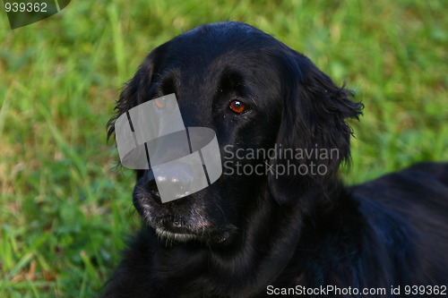 Image of Flat coated retriever