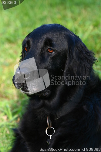 Image of Flat coated retriever