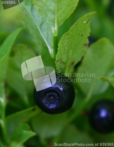 Image of Blueberry