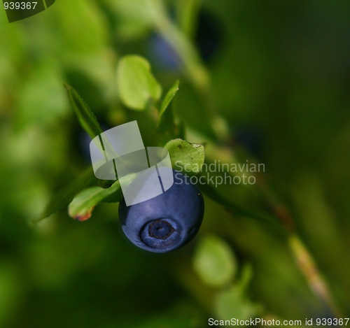 Image of Blueberry