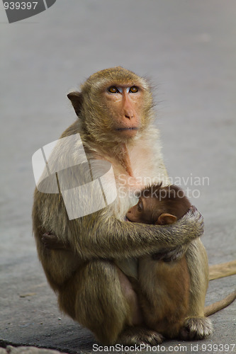 Image of Monkey in Lopburi of Thailand