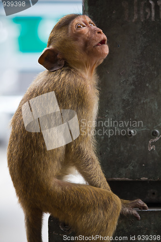 Image of Monkey in Lopburi of Thailand
