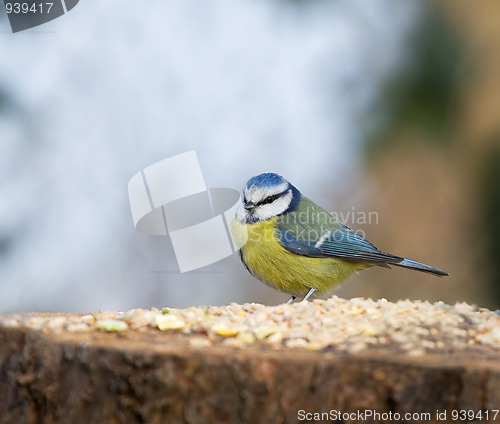 Image of Blue Tit on seed table 