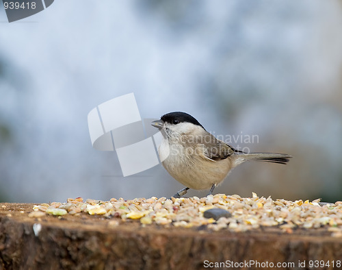 Image of Marsh Tit with seed