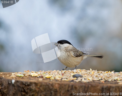 Image of Marsh Tit with seed