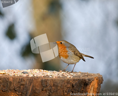 Image of Robin with seed