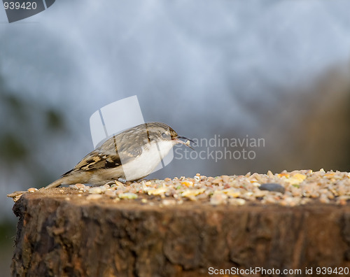 Image of Treecreeper on Table